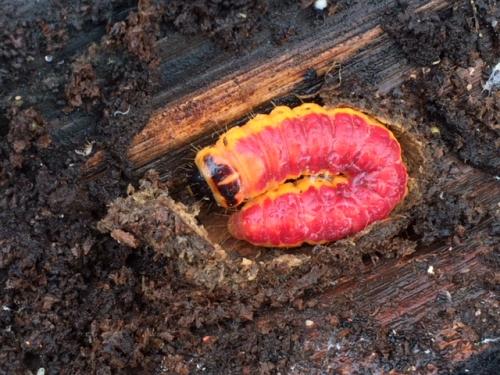 Réf. 200 951 : Cossus cossus
